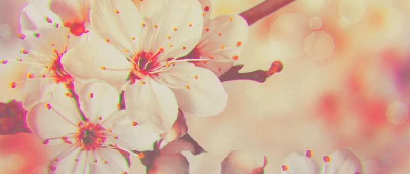 mouchou why you are gone header