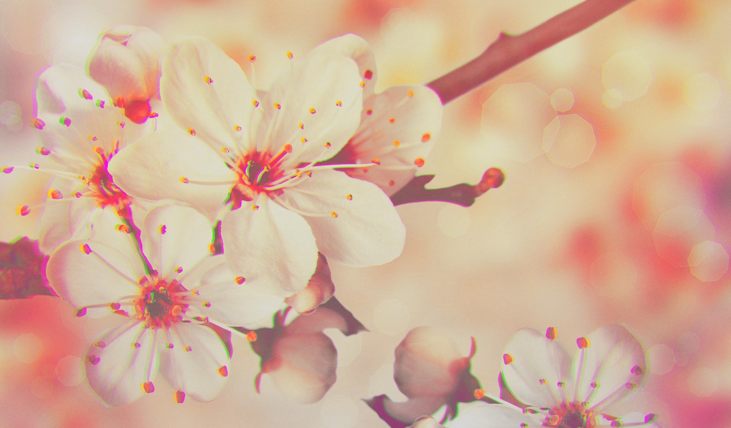 mouchou why you are gone header